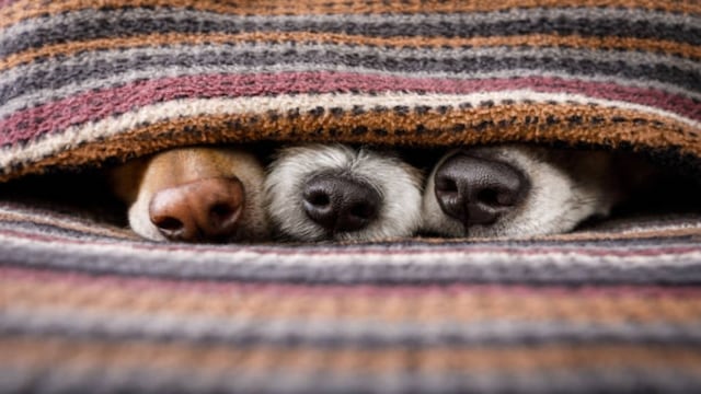 Existen razas de perro que sufren más con el frío en invierno: ¿cuáles son y cómo protegerlos?