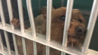 Irma: evacuados que abandonaron a mascotas podrían ir a la cárcel