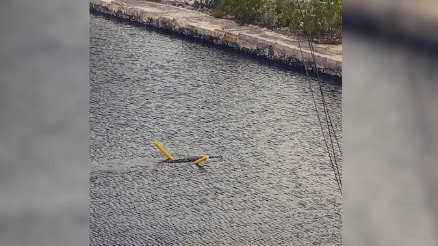 Cocodrilo sorprende por usar un flotador para cruzar un río | FOTOS