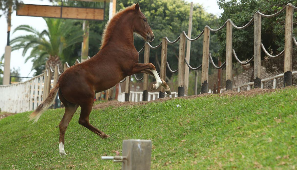 Soñar con caballos es una representación de libertad, Caballos. (Foto: GEC)