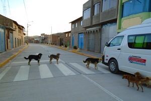 Puno: madre e hija se salvan de morir tras ataque de perros callejeros