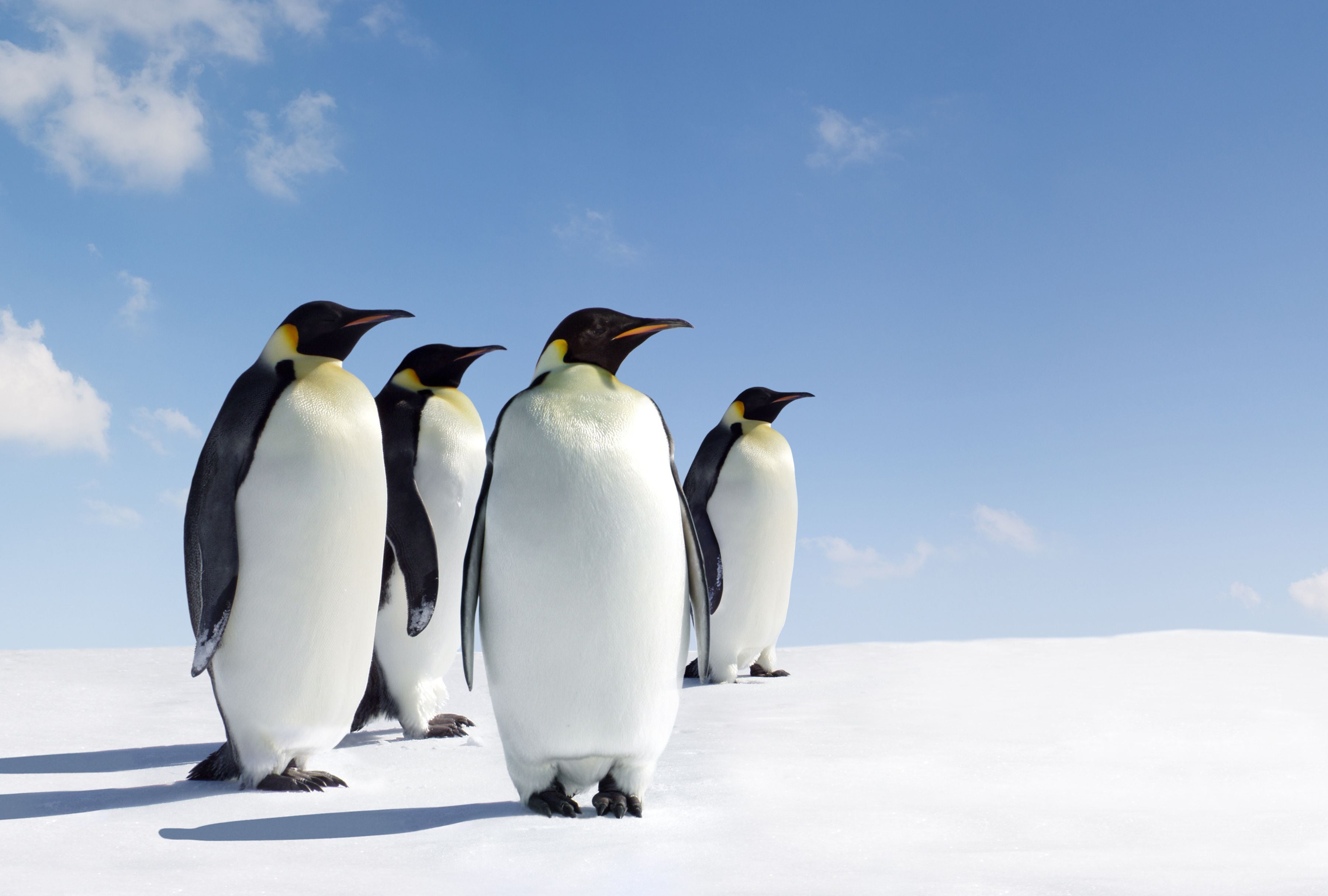 Los pingüinos son las víctimas más insólitas de la guerra arancelaria de Donald Trump. (Foto: Coldimages/iStock)