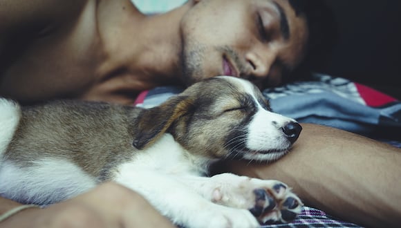 Por qué es bueno dormir con perros, según expertos | Foto: Unsplash