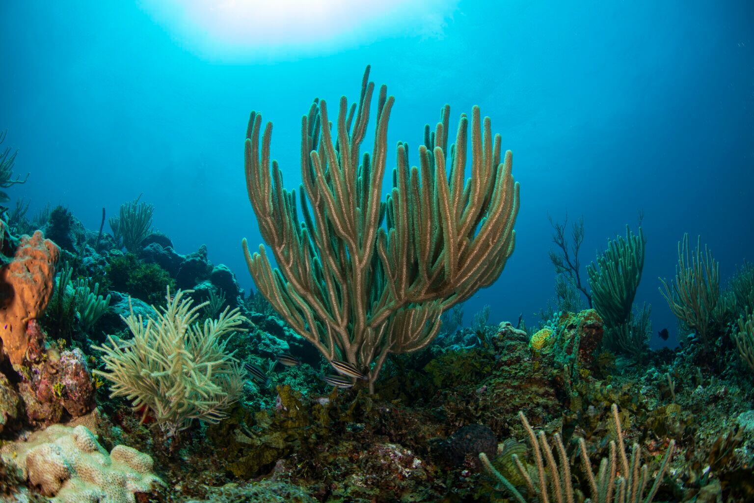El Parque Nacional Bajos del Norte ha sido poco explorado y gracias a las expediciones de Oceana se pudo identificar y registrar especies que habitan en la zona. Foto: Oceana / Carlos Aguilera
