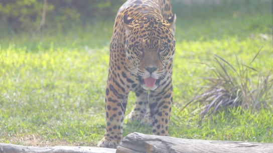 Jaguar (foto: César Bueno).