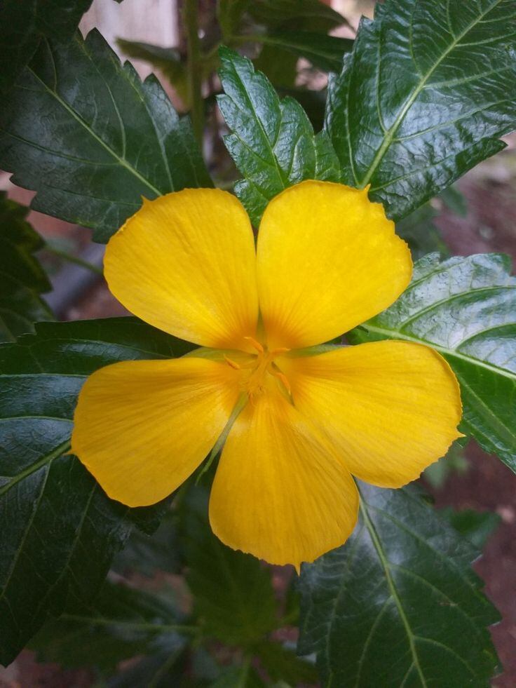 Los árboles de aliso tienen flores amarillas muy particulares (Foto: Pinterest)