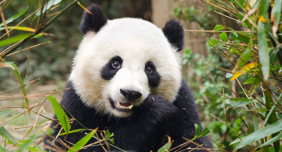 China introduces AI-powered virtual panda bear living in the metaverse