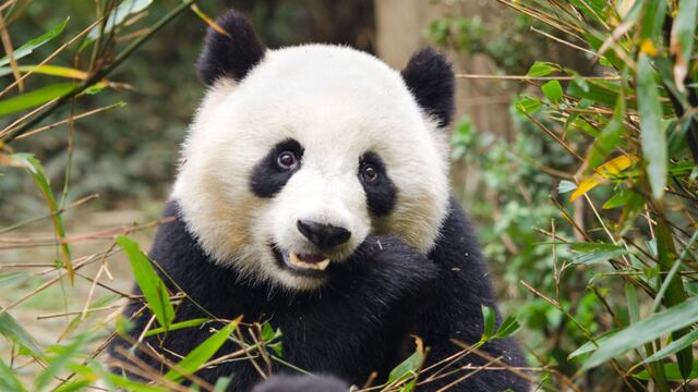 China presenta un oso panda virtual impulsado por IA que vive en el metaverso