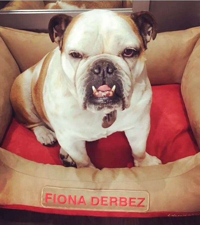 Eugenio Derbez mostró la emotiva ceremonia que realizó para despedirse de su perrita Fiona (Foto: Eugenio Derbez/ Instagram)