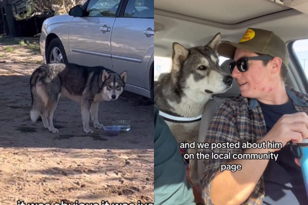 Una pareja confundió a un lobo con un perro lobo en Estados Unidos. (Foto: TikTok/@justflintisfine).