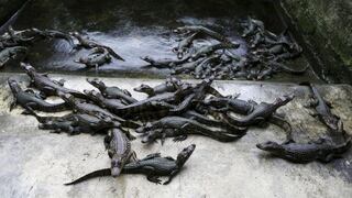 Honduras: Once mil cocodrilos no se alimentan hace un mes