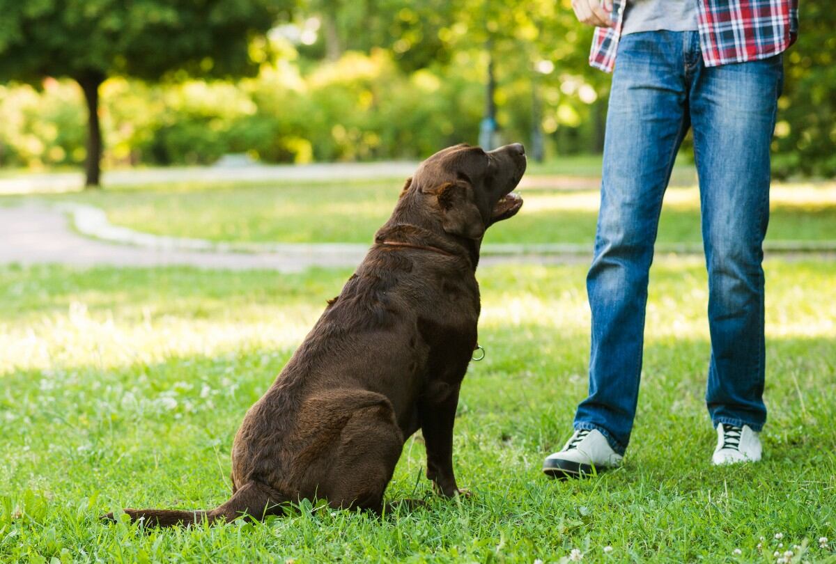 Will Atherton, adiestrador de perros, habló abiertamente sobre una raza que es muy complicada de manejar debido a su alta energía. (Foto referencial: Freepik)