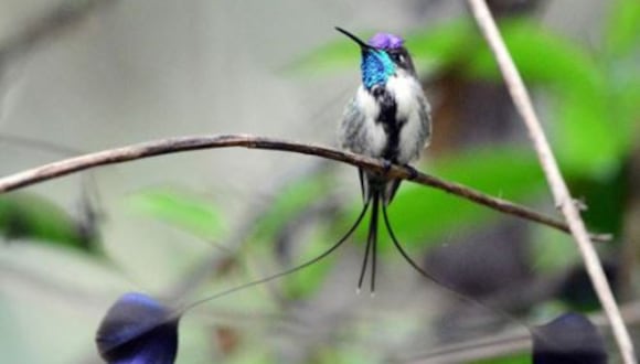 El colibrí cola de espátula  habita únicamente en la selva de la región Amazonas, en el nororiente peruano. (Foto: Andina)