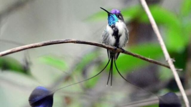 Perú logra el primer lugar del ranking mundial de diversidad de aves con un total de 1879 especies