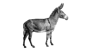 "De burros y alfajores", por Jaime Bedoya