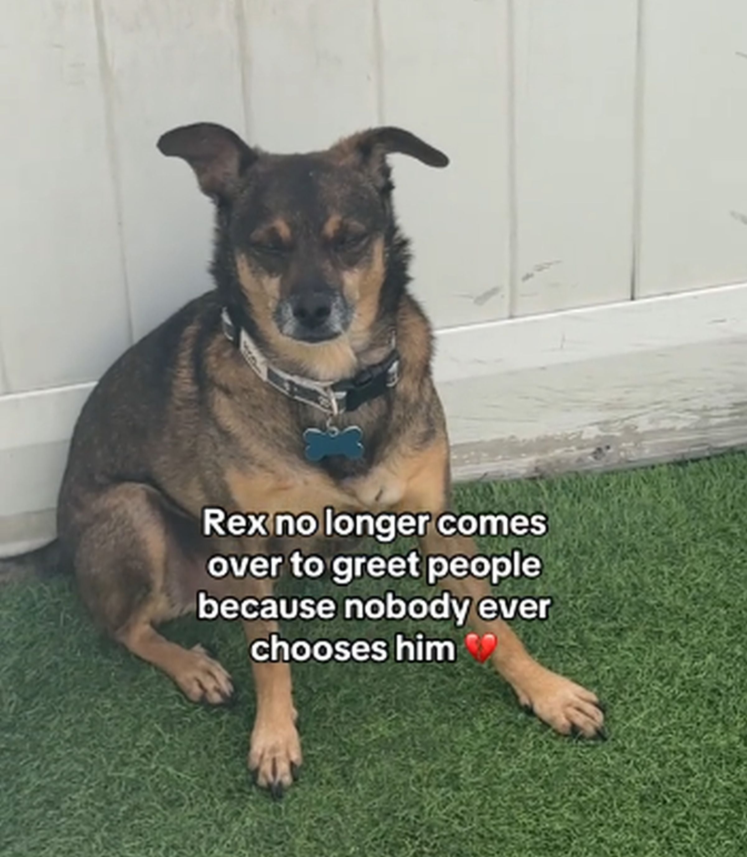 En esta imagen aparece Rex, el perro de esta historia. (Foto: @savethedogs / TikTok)