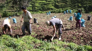 Agro peruano: ¿Cuál ha sido el impacto de la nueva Ley Agraria y qué preocupaciones manejan en el sector?