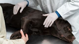 Esterilización de mascotas: ¿Cómo contribuir a que la herida de tu engreído cicatrice más rápido?