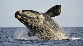 Estudian genes de ballena resistente al cáncer y envejecimiento