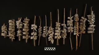 Chincha | Extraño hallazgo: Descubren casi 200 columnas vertebrales incrustadas en postes