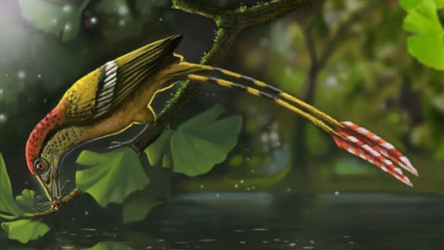 Hallan fósil de un ave de 115 millones de años en Brasil
