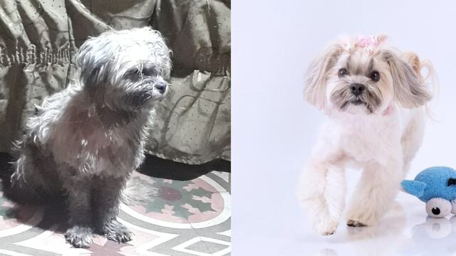 WUF: cachorra que creció en un basural en La Victoria es adoptada por una pareja