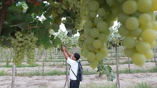 La exportación de uvas superará este año los US$500 millones