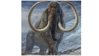 Científicos intentarán crear mamuts lanudos, una especie extinta hace 4.000 años
