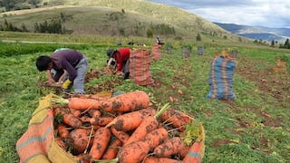 Nueva Ley Agraria: intermediación laboral debe enfocarse en actividades complementarias