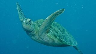 Costa Rica lamenta que mercado negro de tortugas siga vigente en el país