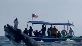 ¡Un espectáculo imperdible! Comenzó el avistamiento de ballenas en el mar de Tumbes | VIDEO 