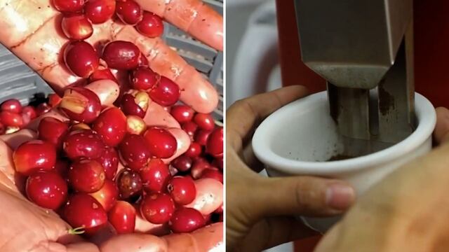 Café Geisha es considerado el más caro del mundo y probarlo cuesta 140 dólares