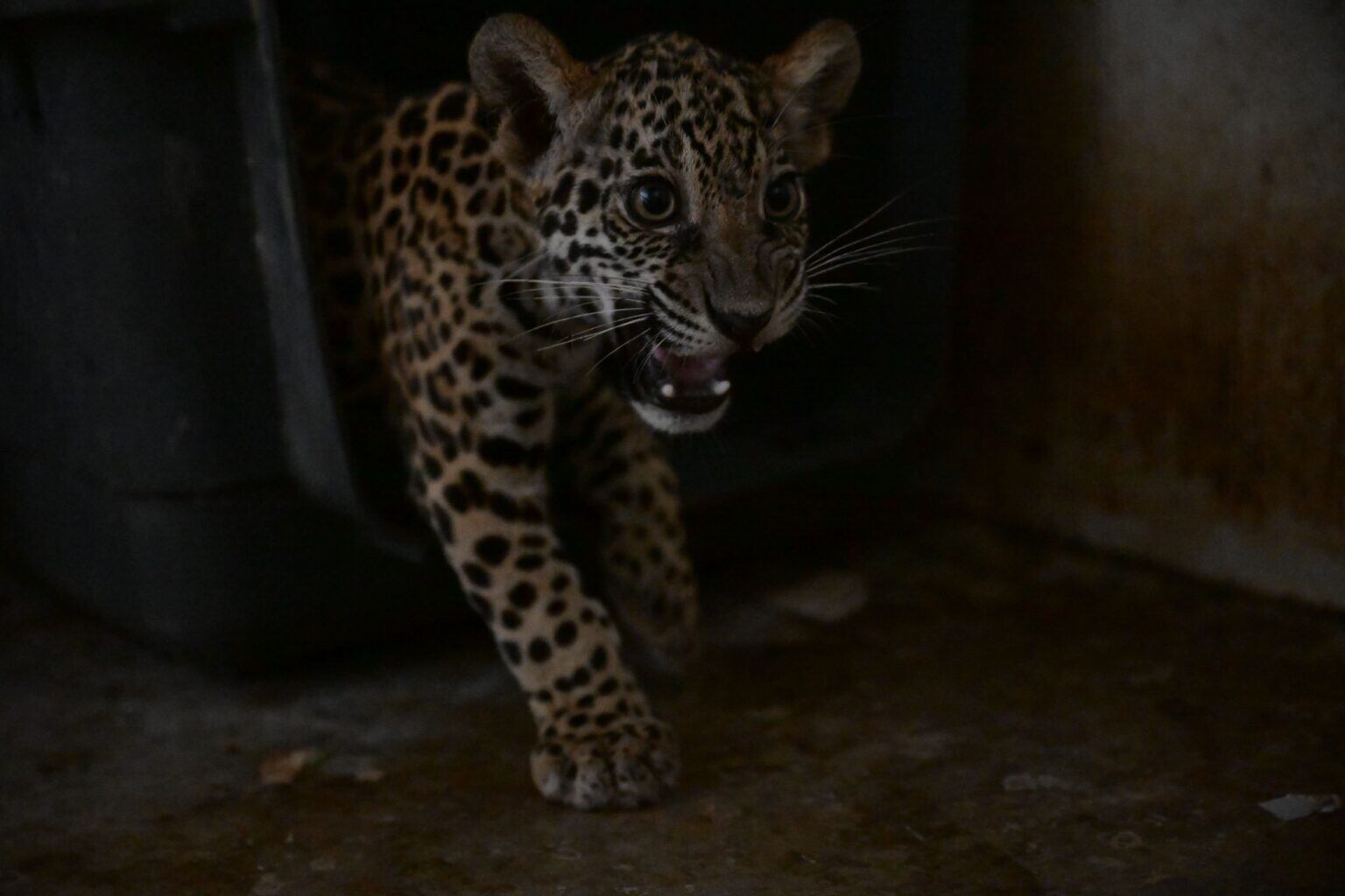 Sol, el cachorro macho, es más reservado y cauto al interactuar con sus criadores. Foto: Gobierno Regional de Ucayali.