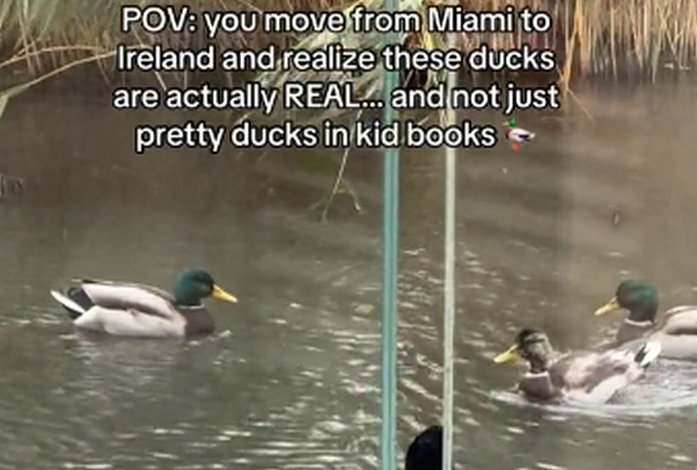 En esta imagen se aprecian los patos que vio Crystal Allen en Irlanda. (Foto: @crys08x / TikTok)