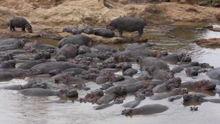 Muerte por heces de hipopótamos: los científicos resuelven una masacre de peces en Kenia