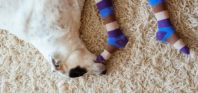 El significado de que tu perro muerda tus calcetines y por qué sería importante