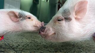 Estos ‘pigs’ no son tan mini como se cree