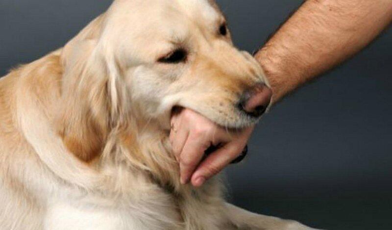 Soñar con perros podría reflejar tu deseo de conexiones sólidas y relaciones leales en tu vida (Foto: Pexels)