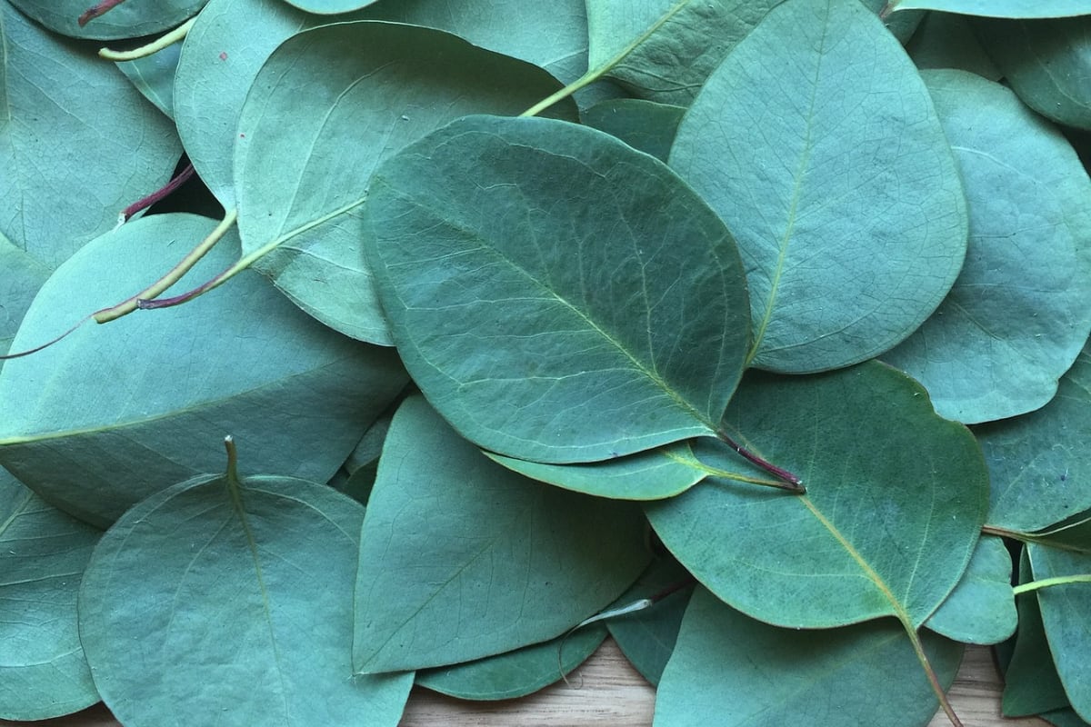 Las hojas de eucalipto son utilizadas para decorar el hogar y diferentes eventos sociales. (Foto: Pixabay/Laura Lisauskas).