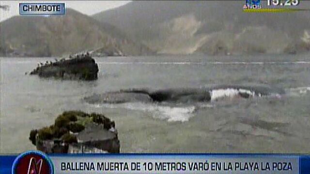 Nuevo Chimbote: hallan ballena de 10 metros varada en playa