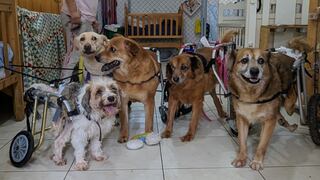 WUF: perritos discapacitados del albergue Milagros Perrunos necesitan ayuda