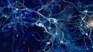 Identifican las proteínas que hacen mantener a la neuronas su identidad
