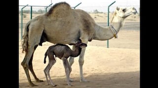 La primera camella clonada dará a luz a fines de año en Dubái