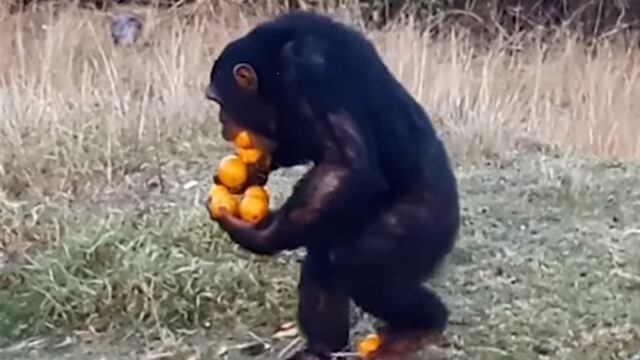 ¡No quiso compartir! Mono se llevó toda la comida y generó sorpresa en redes [VIDEO]