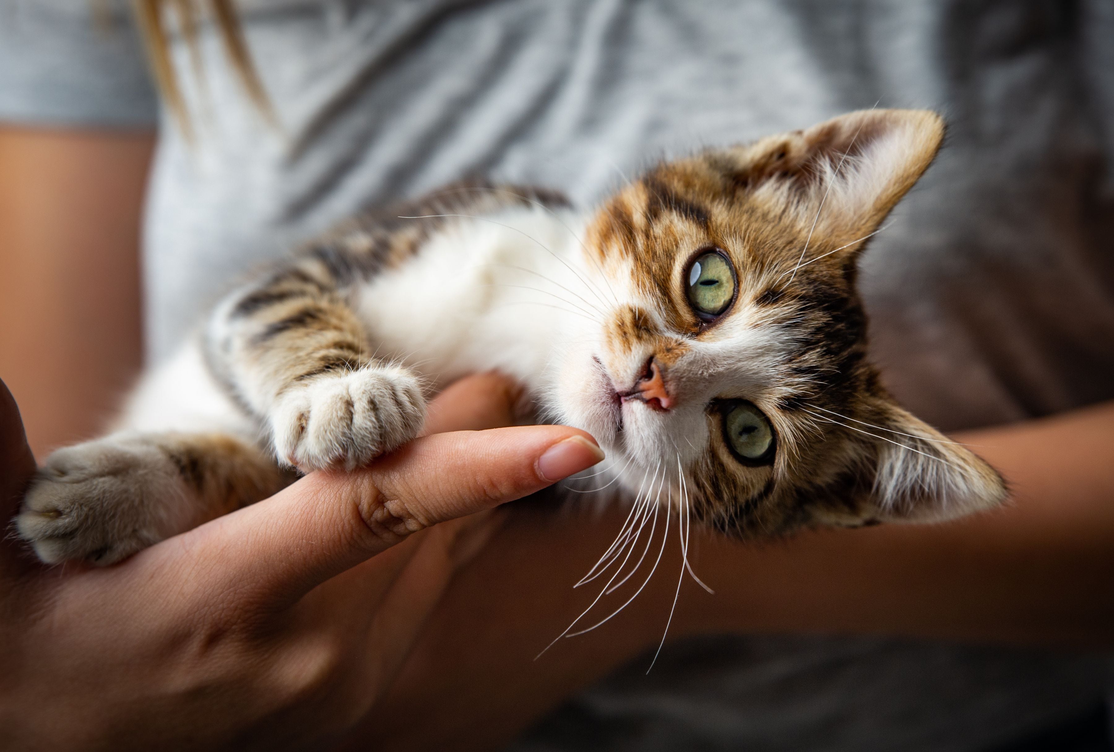 Los resultados de la investigación sugieren que los gatos domésticos pueden distinguir entre humanos conocidos y desconocidos basándose en su olor, pero aún no está claro si pueden identificar a humanos específicos basándose únicamente en el olfato. (Foto: Pavlina Popovska /iStock)