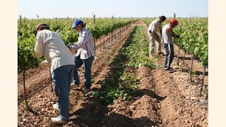 Empleo formal en el agro acumula 13 meses consecutivos de caída