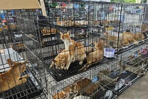Gatos rescatados en una redada contra una red que comercializaba su carne en Vietnam. Foto: EFE/ ONG Humane World for Animals
