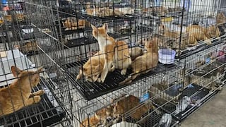 Cerca de 400 gatos rescatados en Vietnam de una red de comercialización de carne animal
