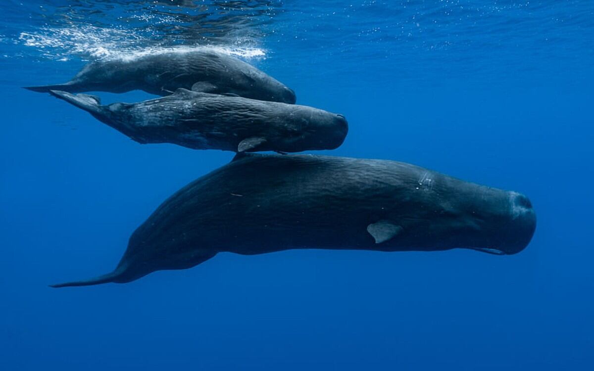 El canto de las ballenas azules frente a la costa de California disminuyó un 40 %, lo que ha generado preocupación entre los científicos. (Foto referencial: Alexis Rosenfeld / Getty Images)