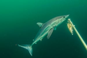 Montañas submarinas, tiburones diamante y especies aún desconocidas: los secretos del mar del norte peruano que científicos exploran